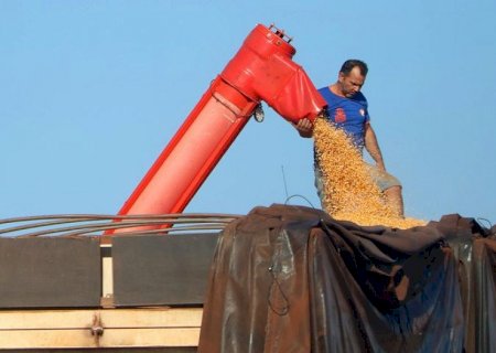 Mato Grosso do Sul bate recorde na produção de milho, superando 14 milhões de toneladas