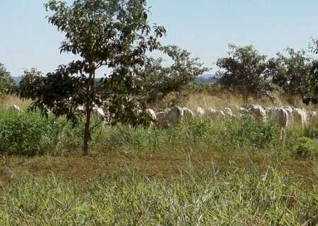 Mato Grosso do Sul sai na frente na captura de carbono e no desenvolvimento sustentável