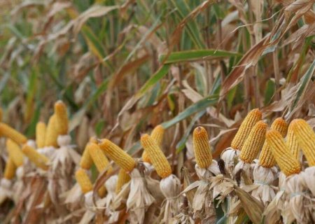 MS perde 49 mil hectares de milho por problemas clim&aacute;ticos