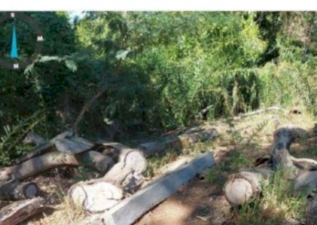 Inqu&eacute;rito investiga desmatamento e extra&ccedil;&atilde;o ilegal de madeira em &aacute;rea protegida