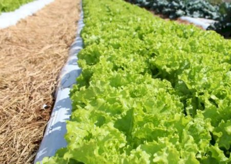 Crise climática ameaça cultivo de alface em campo aberto, diz Embrapa