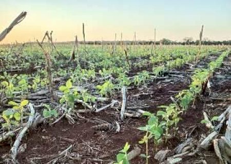 Chuvas irregulares atrasam plantio e afetam in&iacute;cio das lavouras de soja em MS
