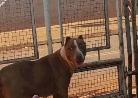 Homem encontra pit bull perdida no Centen&aacute;rio e procura a fam&iacute;lia