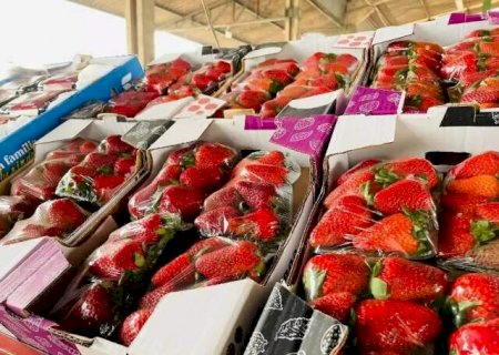Ap&oacute;s meses em queda, pre&ccedil;o do morango sobe 20% na Ceasa