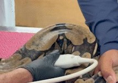 Resgatada de circo, jiboia Rachel ganha peso e passa por exames no Bioparque