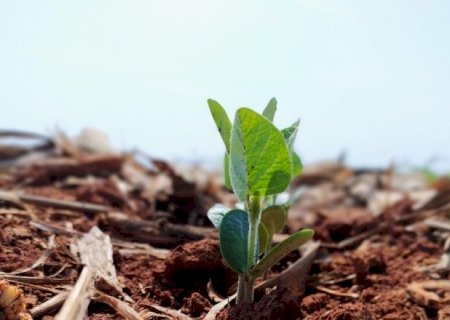 Plantio da soja dobra e j&aacute; cobre 30,9% da &aacute;rea em Mato Grosso do Sul