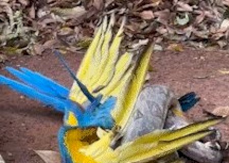 Arara monitorada h&aacute; cinco anos vira presa de jiboia no Parque dos Poderes