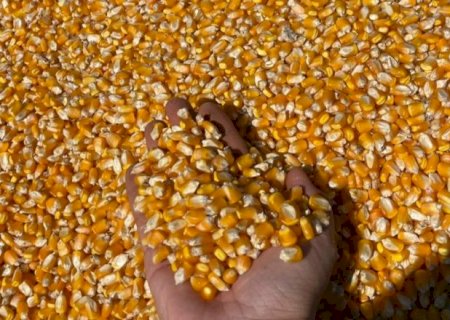 Produtividade do milho cresce 61,7% e atinge recorde na 2&ordf; safra