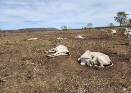 MP fiscaliza cumprimento de TAC ap&oacute;s morte de 43 cabe&ccedil;as de gado em Nioaque