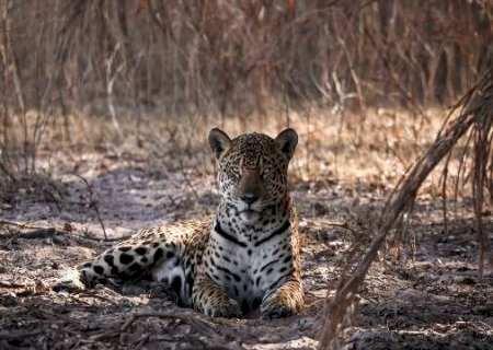 No Dia da On&ccedil;a, guias do Pantanal narram encontros "olho no olho" com a pintada