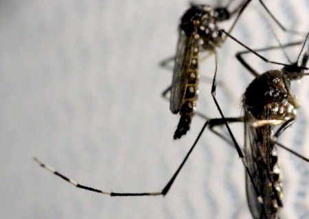 Dia D de combate ao Aedes aegypti ocorre neste sábado em todo o país