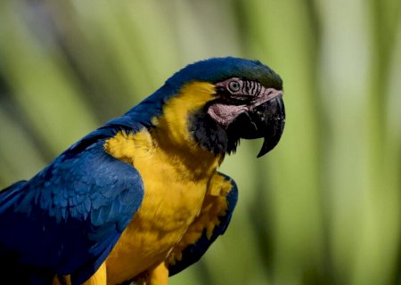 Bonito celebra abertura da COP30 com plantio de 250 árvores nativas e criação do Bosque das Araras