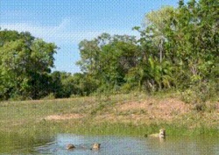 Fam&iacute;lia de on&ccedil;as mergulha em a&ccedil;ude para fugir do calor de 35&deg;C no Pantanal