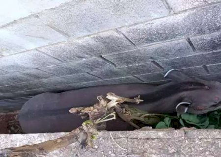Anta encurralada em corredor de casas &eacute; resgatada com ferimentos