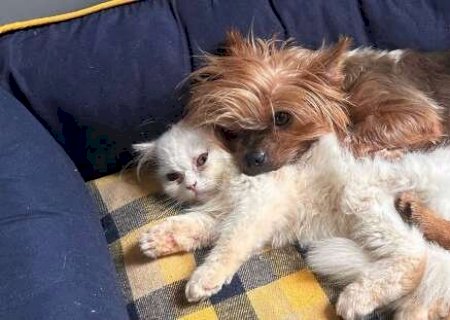 Cadela Yorkshire desaparece e deixa crian&ccedil;a em desespero no Tiradentes