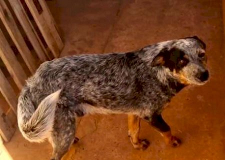 Tutor busca por Fulige, c&atilde;o da ra&ccedil;a blue heeler sumido no Los Angeles