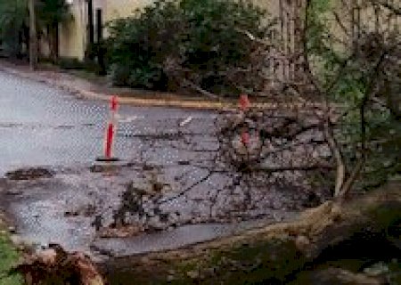 Quedas de &aacute;rvores comprometem at&eacute; atendimento em posto de sa&uacute;de
