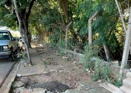 Terreno de antiga pedreira continua sendo foco de lixo e de animais mortos