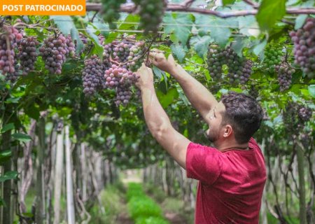 Temporada de uvas abre dia 15 e traz novidade com figo e abacaxi