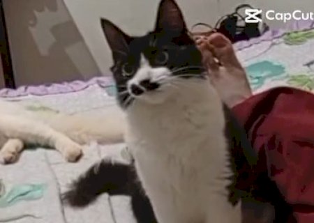 Estudante procura por gata que sumiu no Santa Em&iacute;lia