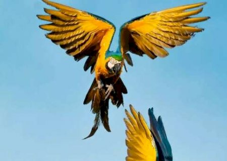 Observa&ccedil;&atilde;o de aves em &aacute;rea urbana pode ser agendada em Campo Grande