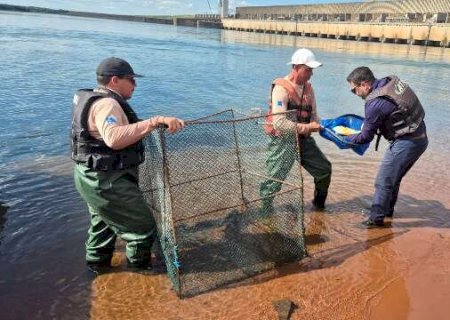 Cesp coloca chip em peixes do Rio Paran&aacute; para monitorar piracema
