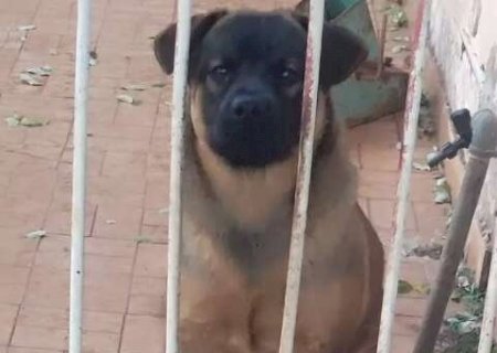Cadelinha de um ano foge assustada com fogos no Taquarussu