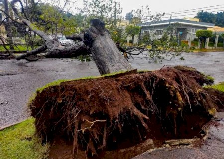Nova lei permite poda de &aacute;rvores quando &oacute;rg&atilde;os n&atilde;o responderem