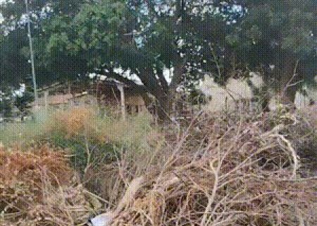 Abandonados h&aacute; 1 m&ecirc;s, galhos de poda se acumulam em pra&ccedil;a e atraem mosquitos