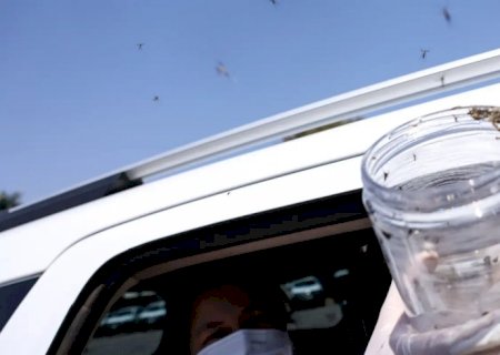 Saúde libera mosquitos estéreis para frear reprodução do Aedes
