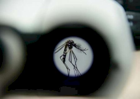 Wolbachia reduz casos de dengue em Campo Grande em mais de 63%, aponta estudo