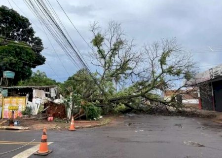 Lei federal autoriza corte de &aacute;rvores se prefeitura demorar a responder morador