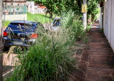 Mato alto toma conta de cal&ccedil;adas na Orla ap&oacute;s mudan&ccedil;a em servi&ccedil;o de limpeza