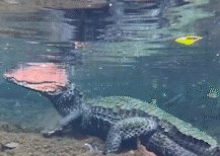 Jacar&eacute;s vistos durante flutua&ccedil;&atilde;o em Bonito s&atilde;o sin&ocirc;nimo de &ldquo;sorte&rdquo; para guia