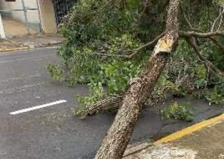 &Aacute;rvore cai pela raiz e bloqueia trecho da Rua Jos&eacute; Ant&ocirc;nio, no Centro