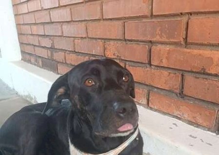 Empresa acolhe cachorro ferido no Universit&aacute;rio e procura por tutor