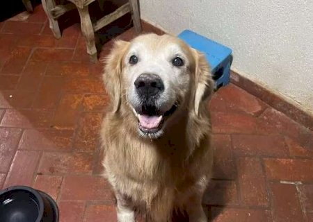 Vizinho diz que &eacute; delegado e vai "meter bala" em cachorro por coc&ocirc; na cal&ccedil;ada