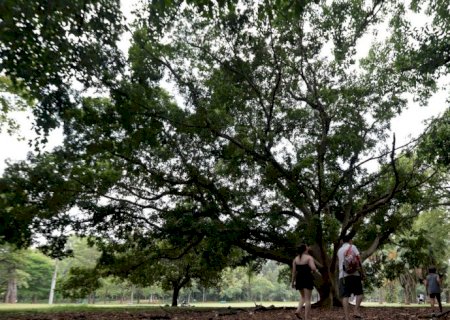 SP: três pessoas ficam feridas após árvore cair no Parque Ibirapuera