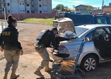 Homens tentam fugir da PRF, batem carro no meio-fio e são presos com maconha
