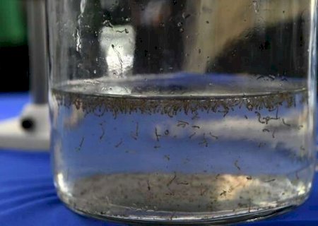Ano come&ccedil;a com 14 casos confirmados de dengue e 400 suspeitos em MS