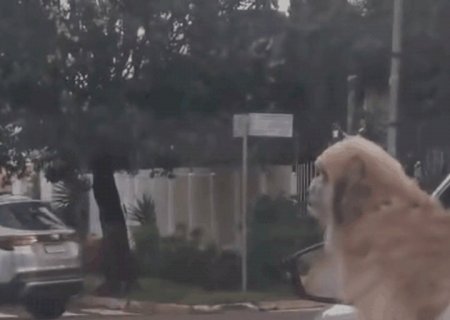 Motorista &eacute; flagrado com c&atilde;es pendurados na janela do carro