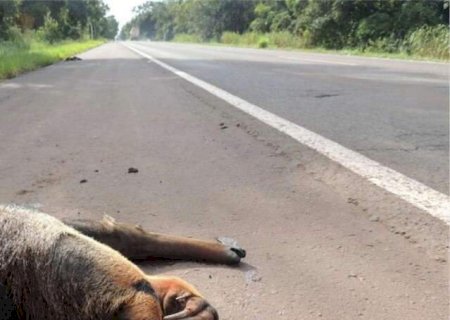Inqu&eacute;rito apura mortes de animais em rodovias de Tr&ecirc;s Lagoas