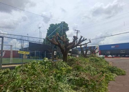 Poda de &aacute;rvores na Avenida Tamandar&eacute; gera den&uacute;ncia e multa de R$ 3 mil