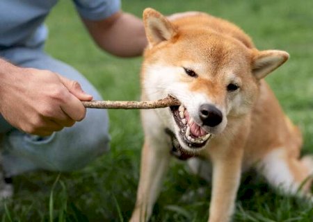 N&atilde;o &eacute; brincadeira, o instinto de ca&ccedil;a n&atilde;o sai do DNA dos c&atilde;es