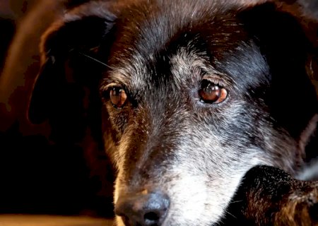 Justiça condena lojista a 5 anos de reclusão por maus-tratos a cães