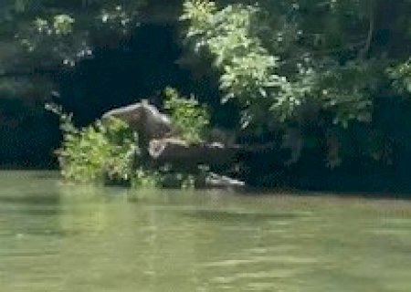 Atletas flagram sucuri gigante descansando &agrave;s margens do Rio Formoso
