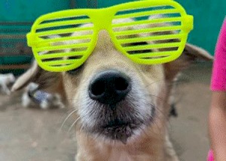 Cachorrada ''foge" de gritaria em bloco e pula Carnaval do jeito certo