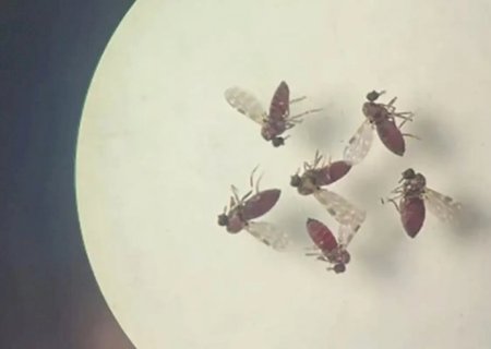 Estudo explica diferença de sintomas entre febre do Oropouche e dengue