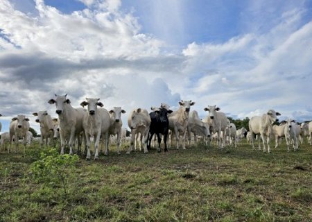 Recuperação de pastagens em MS avança