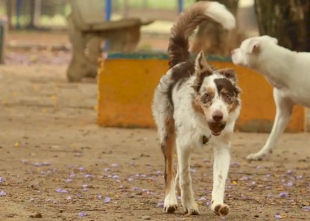 Exposição a multidões no carnaval traz riscos à saúde dos animais